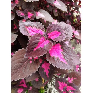 Coleus (Purple)