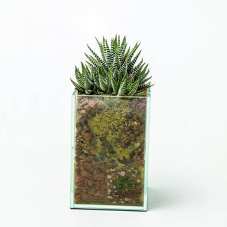 Haworthia fasciata in glass planter