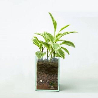Peperomia obtusifolia variegata in glass planter
