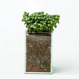 Pilea nummulariifolia (Bubble plant) in glass planter