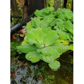Pistia stratiotes(Water lettuce)