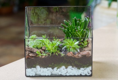 Terrariums