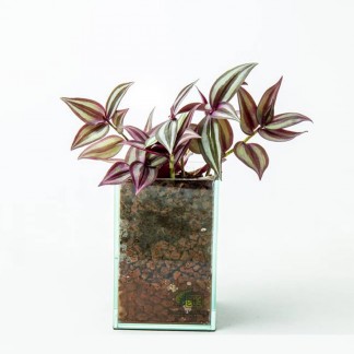 Tradescantia zebrina (wandering jew) in glass planter